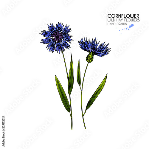 Hand drawn wild hay flowers. Colored cornflower. Vector medical herb. Vintage engraved art. Botanical illustration. Good for cosmetics  medicine  treating  aromatherapy  package design field bouquet.