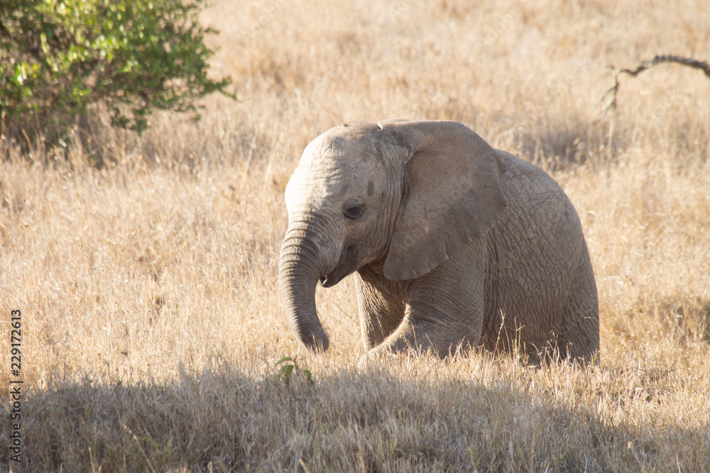 Baby elephant