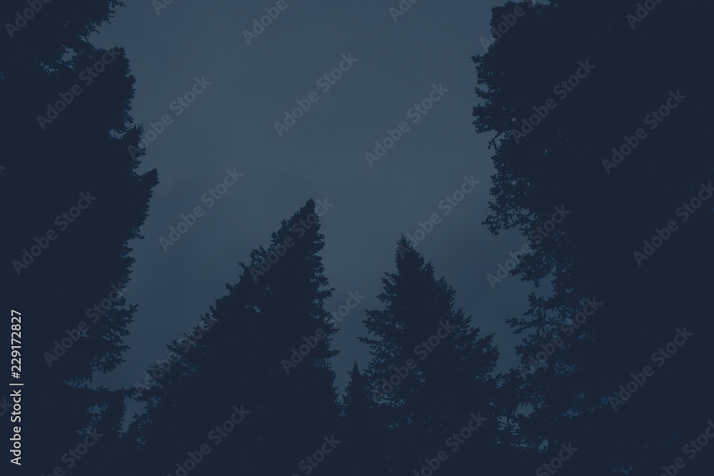 Dark silhouettes of high pines and spruces from below upwards on background of clear gloomy sky with copy space. Coniferous trees close up in faded blue tones. Eerie atmospheric monochrome landscape.