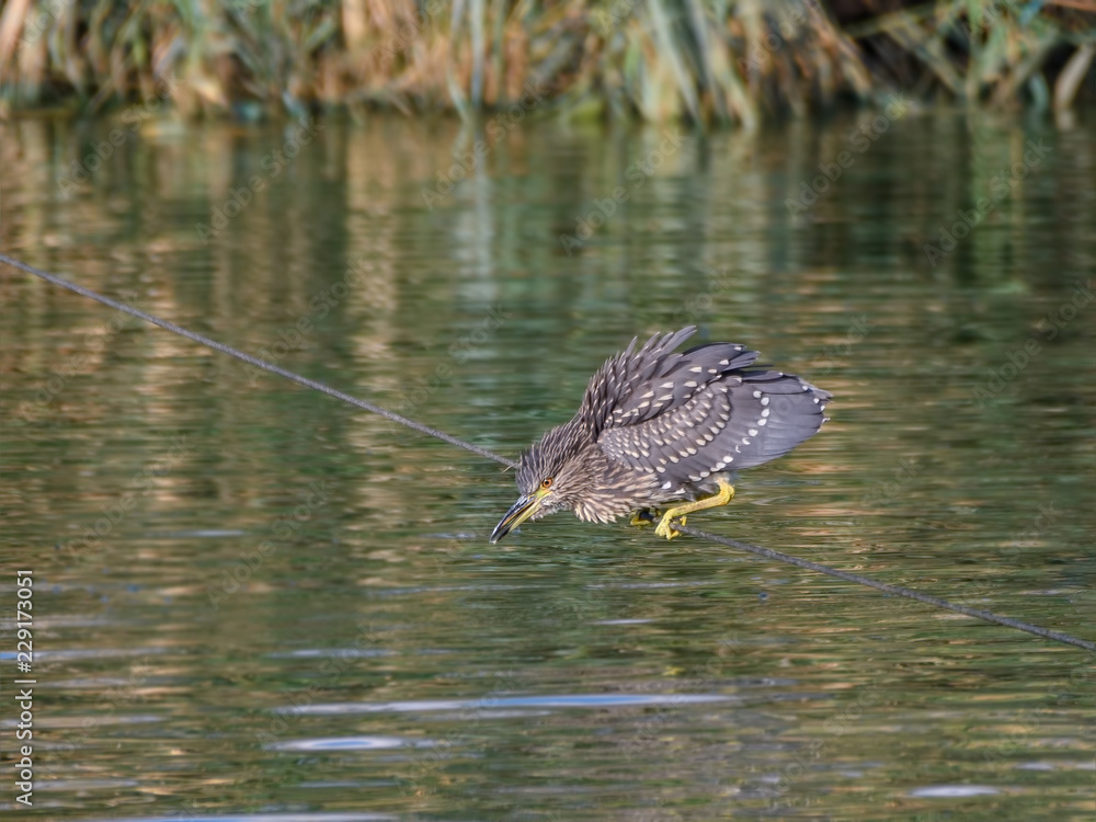 Fototapeta premium Juvenile Black-crowned Night Herons Sitting on Wire Rope and Fishing