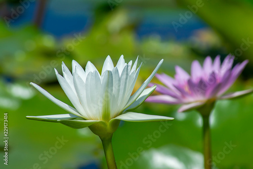 Close up of waterlily flower