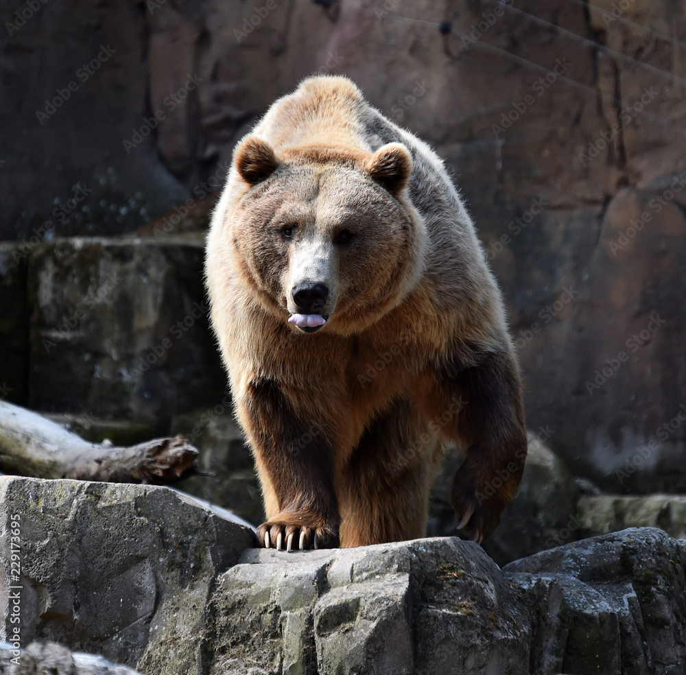 Obraz premium oso pardo