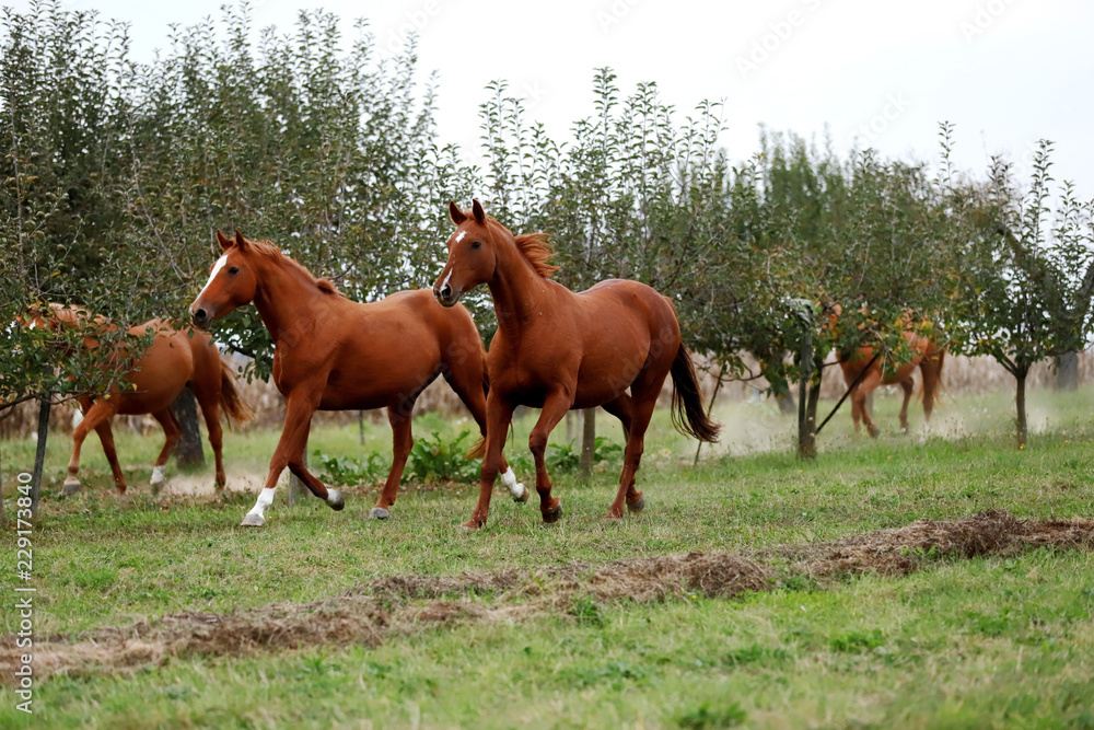 Fototapeta premium Peaceful idyllic landscape with young chestnut mares on the hill