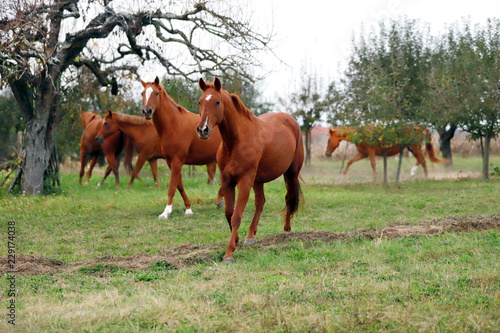Peaceful idyllic landscape with young chestnut mares on the hill © acceptfoto