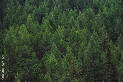 Fényképezés Detailed texture of conifer forest on hill close up