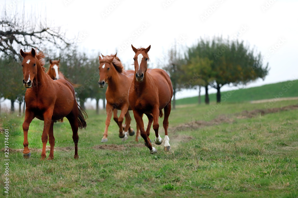 Peaceful idyllic landscape with young chestnut mares on the hill Peaceful idyllic landscape with young chestnut mares on the hill