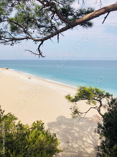 tree on the beach