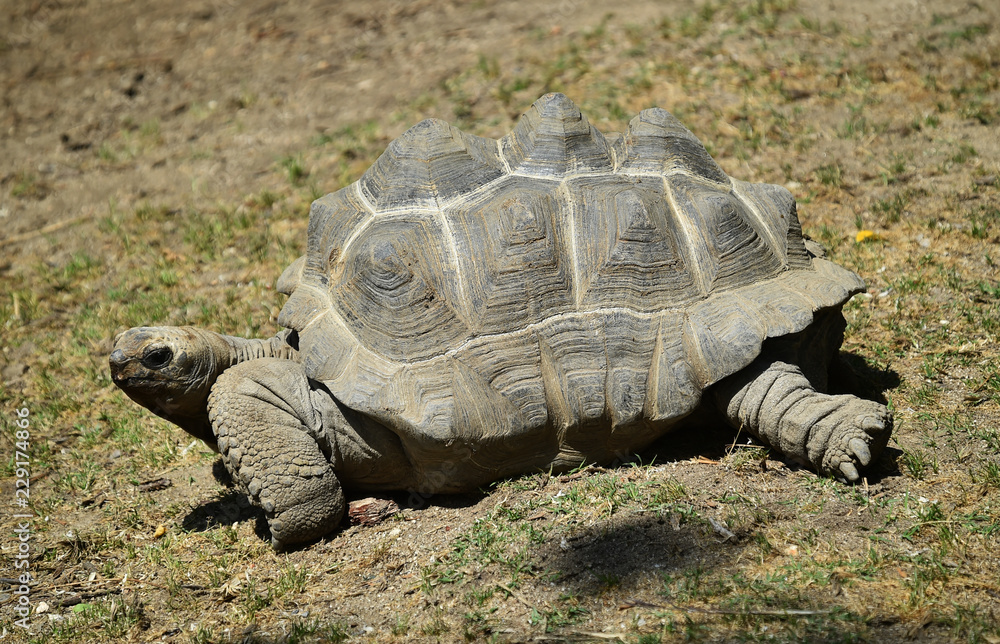 turtle turtle