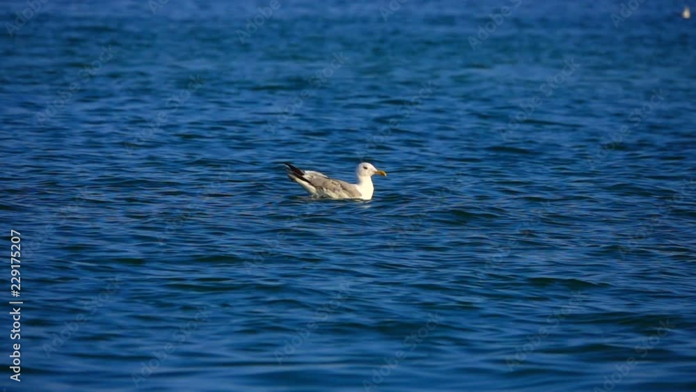 slow motion seagull on the water