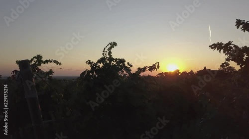 Italian vineyards sunrise backlight in the morning. 