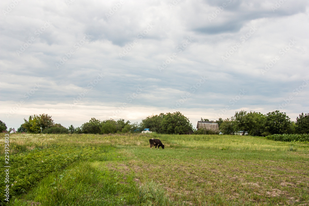 cow in the field cow in the field