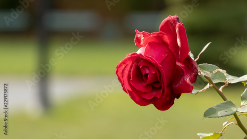 red rose in garden closeup  blurred background