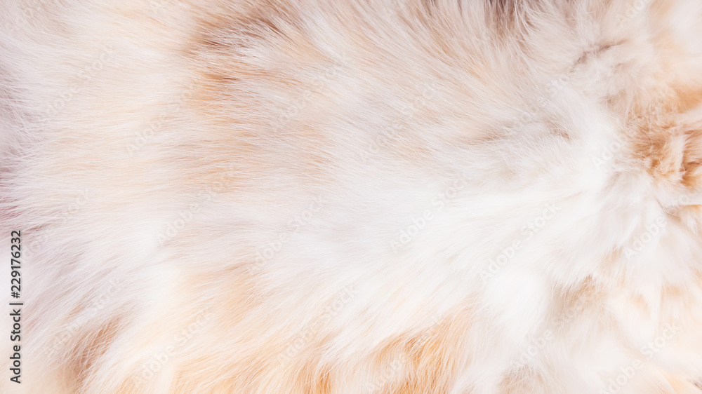 Fur on the belly of a cream cat, texture, background Fur on the belly of a cream cat, texture, background