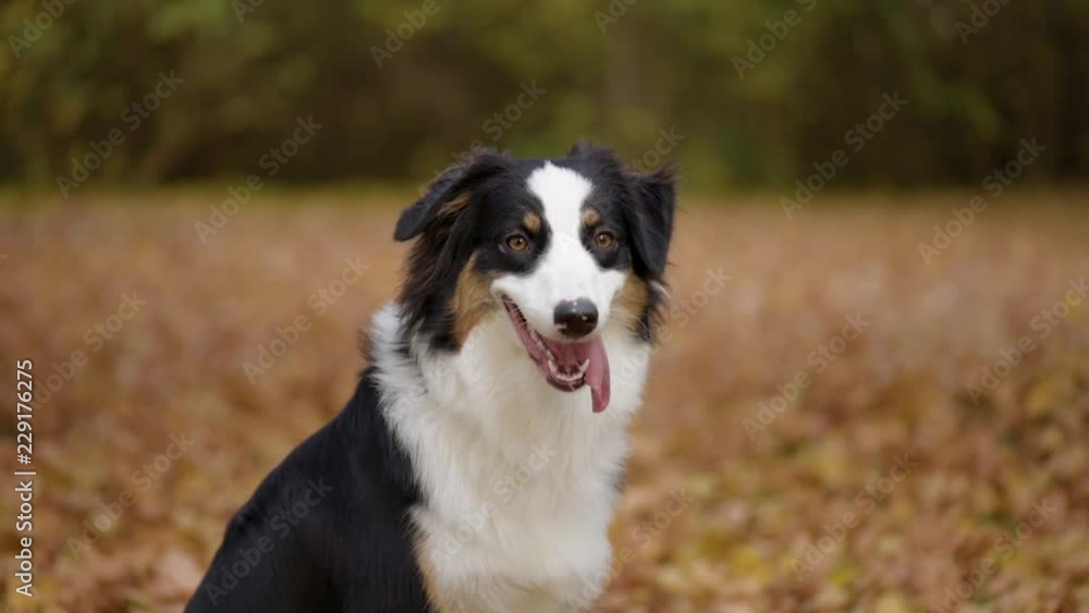 Happy Aussie at autumn park. Beautiful Australian shepherd puppy 10 months old - portrait close-up. Cute dog enjoy playing in a park an autumn sunny day. Happy Aussie at autumn park. Beautiful Australian shepherd puppy 10 months old - portrait close-up. Cute dog enjoy playing in a park an autumn sunny day.