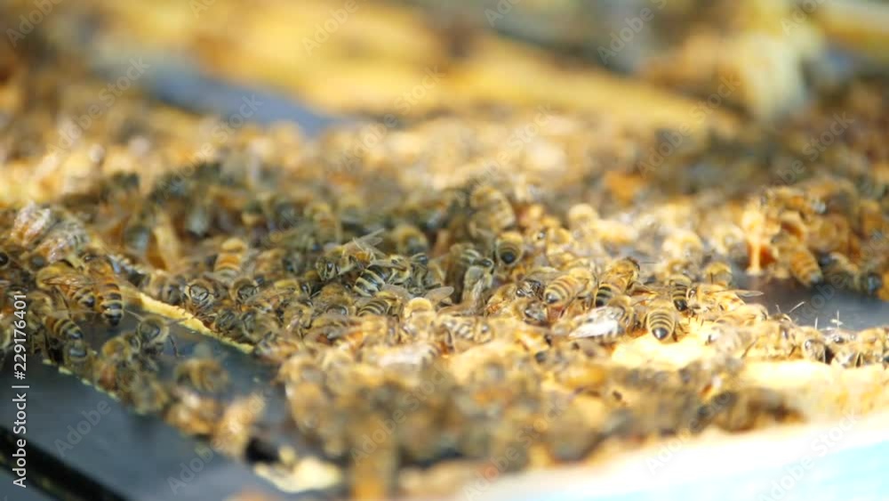 Bees Working Inside Honey Frames On A Bee Hive Bees Working Inside Honey Frames On A Bee Hive