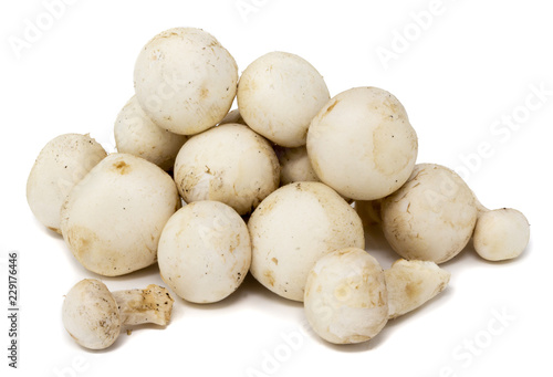 Fungo champignon bianco agaricus bisporus