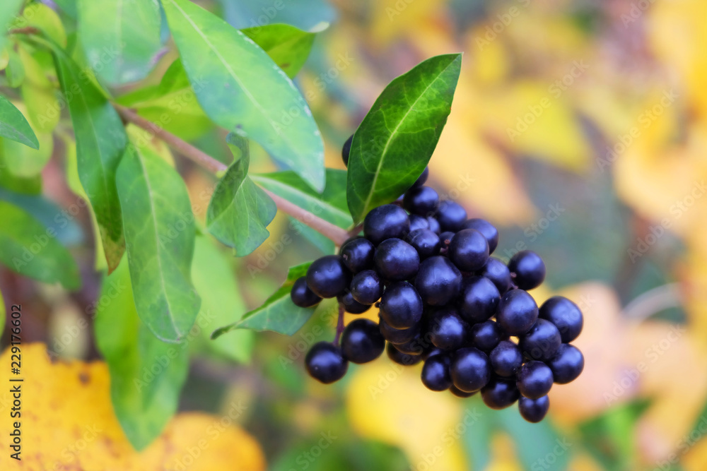 Privet( Ligústrum), branch with berries in the fall