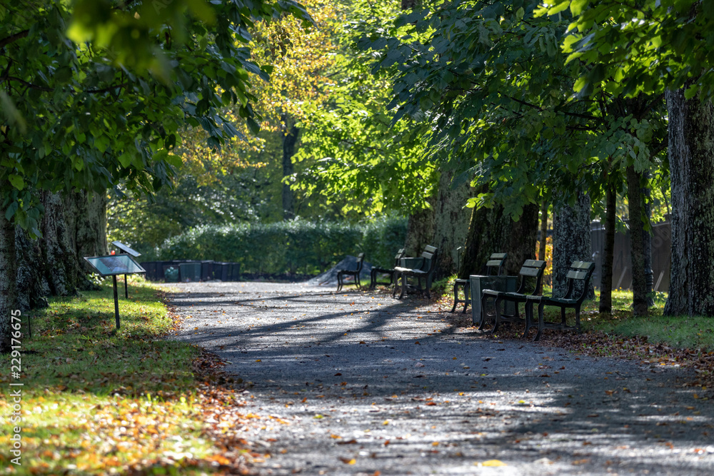 Obraz premium path in the park during autumn