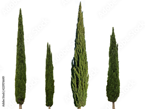 Cupressus sempervirens mediterranean cypress trees isolated on white background