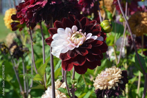 Fototapeta Naklejka Na Ścianę i Meble -  An odd, mixed, dark red and light pink Dahlia flower
