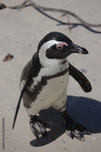 Pinguin