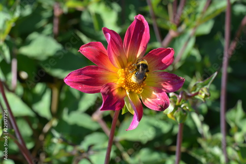 Fototapeta Naklejka Na Ścianę i Meble -  A small pink and yellow Dahlia with a bee on it