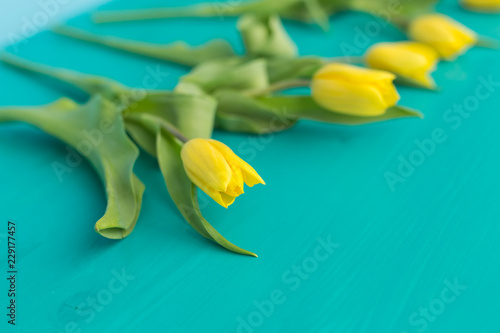 Floristics, holidays and decoration concept - Close-up of yellow tulips lying on blue background