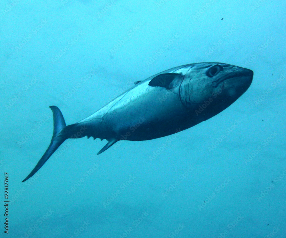 Fototapeta premium tuna