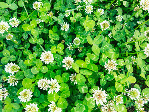 Glade of white clover, texture