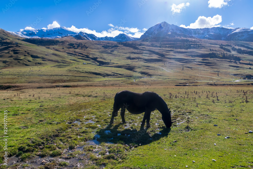 Vacas y caballos pasan el verano y parte del otoño en los prados de alta montaña hasta que llegan las primeras nevadas Val de Aran, Cataluña, España. Vacas y caballos pasan el verano y parte del otoño en los prados de alta montaña hasta que llegan las primeras nevadas Val de Aran, Cataluña, España.