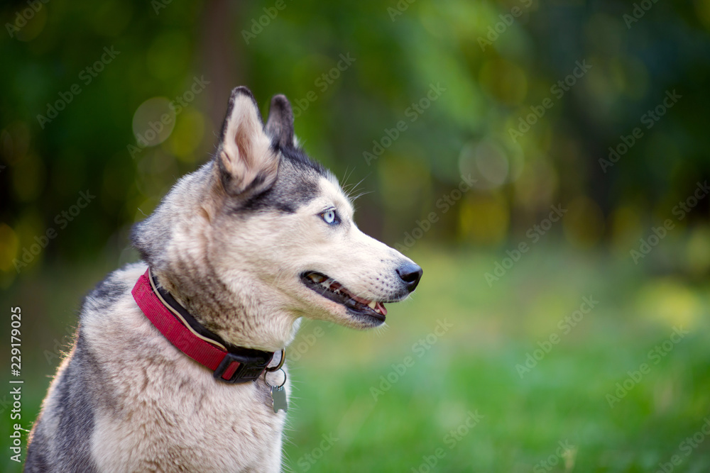 Husky dog in the autumn forest, close up portrait 
