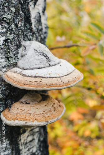 chaga on the birch, mushrooms on the tree, birch bark, birch trunk