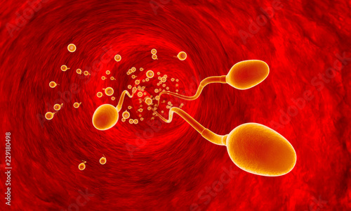Tablou pe pânză Competing spermatozoa