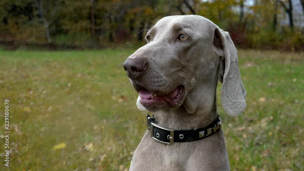 dog Weimaraner portrait on the green grass summer background dog Weimaraner portrait on the green grass summer background