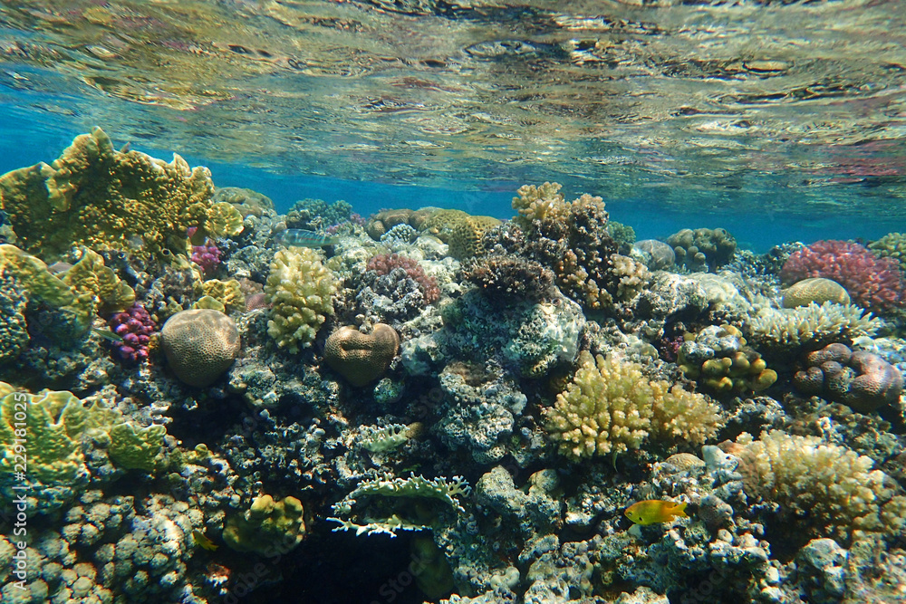 Obraz premium coral reef in Egypt