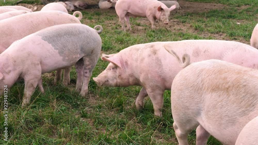 several pigs enjoy their large territory several pigs enjoy their large territory