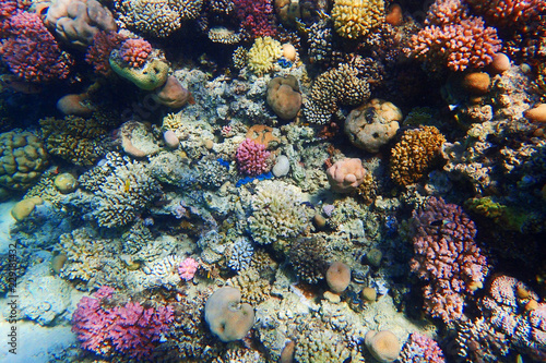 coral reef in Egypt