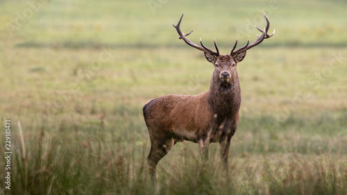 Red deer stag © Derek