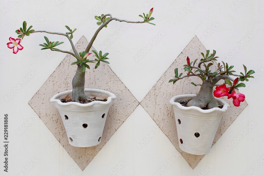 Flor Rosa-do-Deserto Vermelha Para Jardim e Decoração. Stock Photo | Adobe  Stock