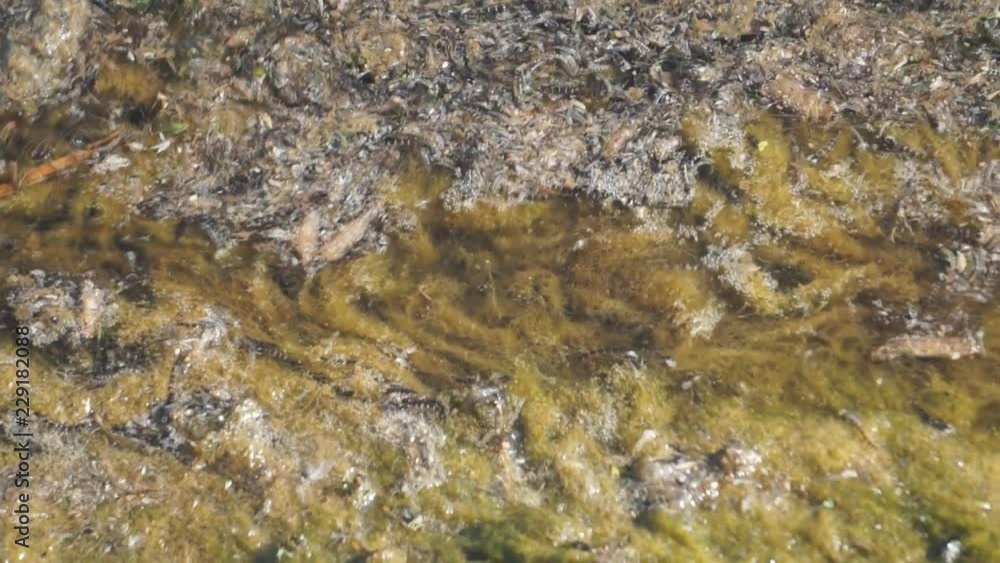 aquatic vegetation with insects moving on the water . aquatic vegetation with insects moving on the water .