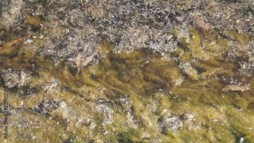 aquatic vegetation with insects moving on the water .