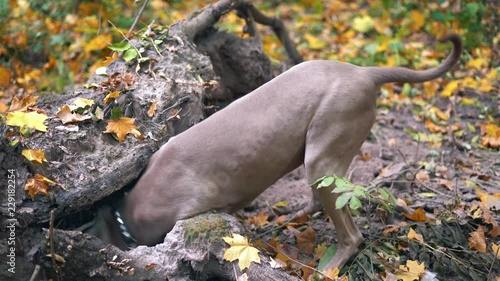 A hunting dog breed Weimaraner (Silver ghost) digging a hole in the ground in forest