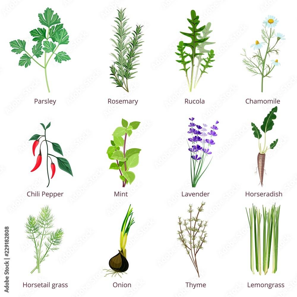 Herbs and spices. Camomiles thyne lemongrass wild flowers cartoon