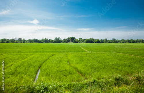 Vegetable green rice fields , agricultural of Sri Lanka.