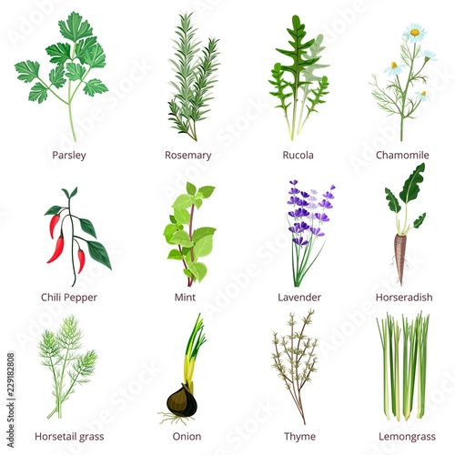 Herbs and spices. Camomiles thyne lemongrass wild flowers cartoon vector isolated. Organic spice and botanical herb illustration