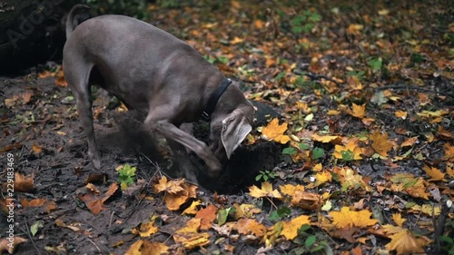 Slow motion of a hunting dog breed Weimaraner (Silver ghost) digging a hole in the ground in forest