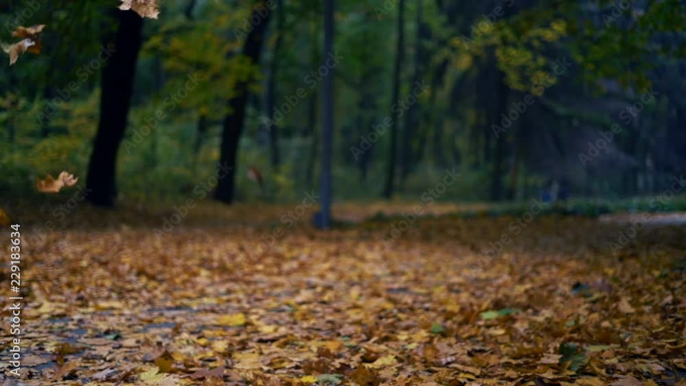 Autumn leaves falling in slow motion Autumn leaves falling in slow motion