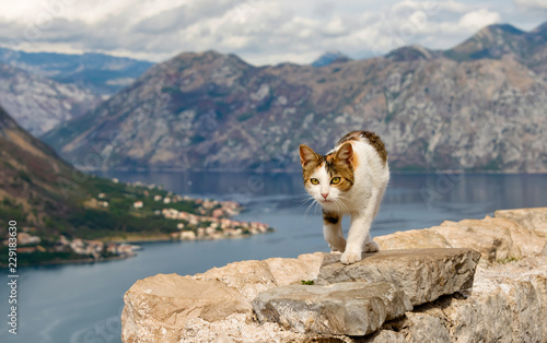 Cat walking on the city wall of Kotor with a view of the bay, Montenegro, Europe