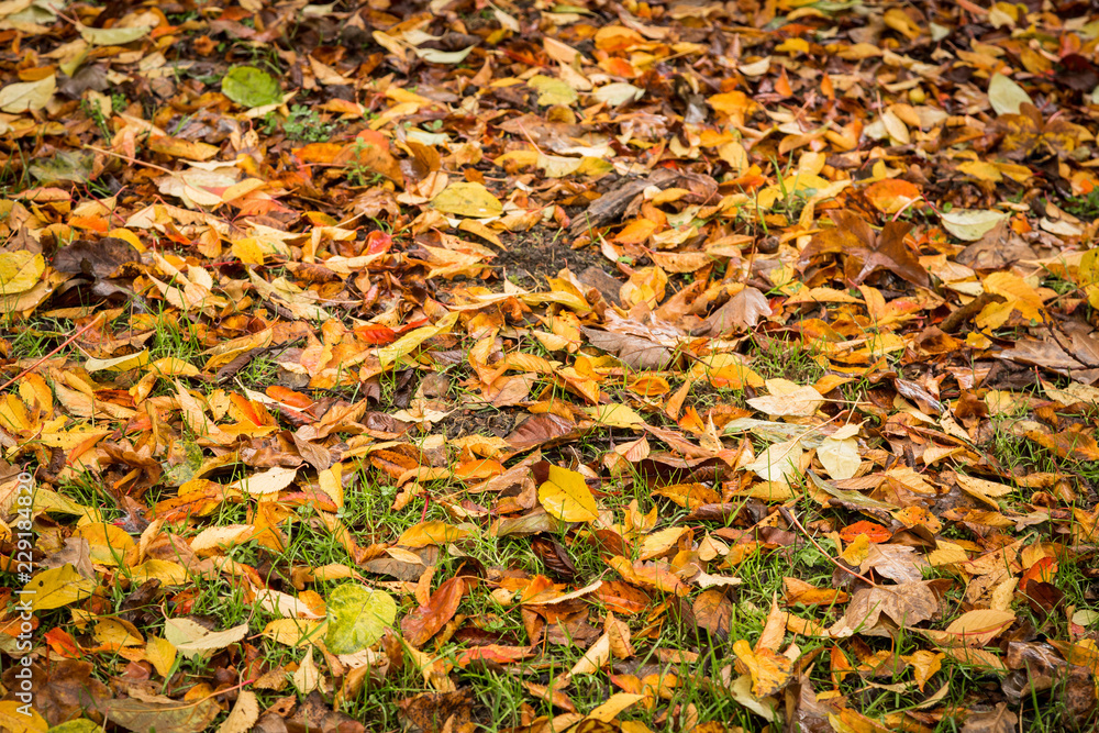Autumn leaves on ground covering the grass