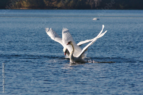 Kämpfende Schwan-Rivalen jagen sich über das Wasser